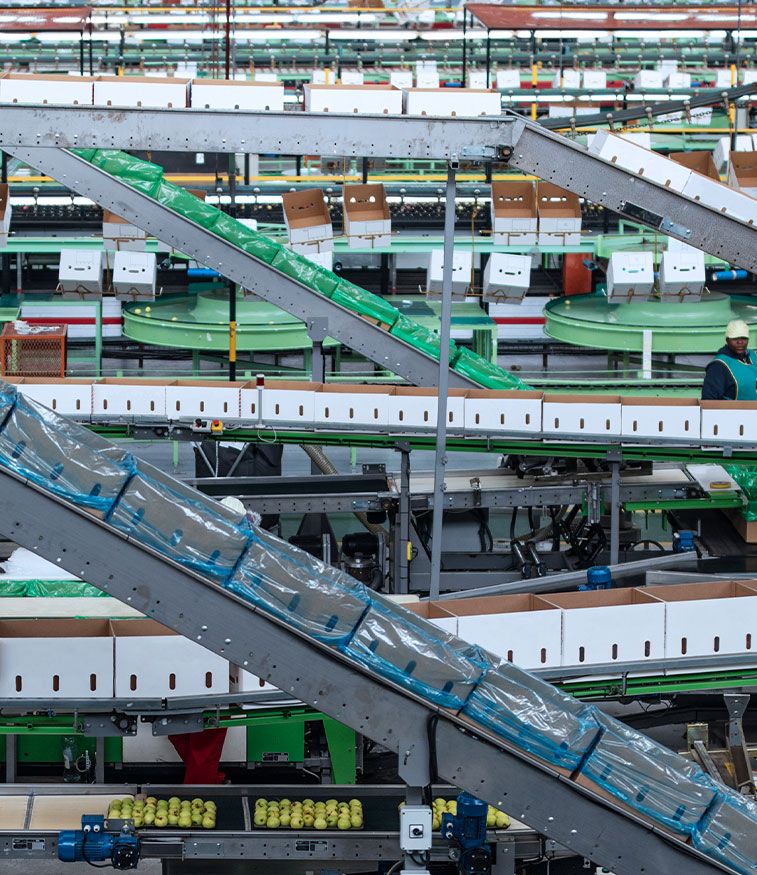 belt conveyor belt